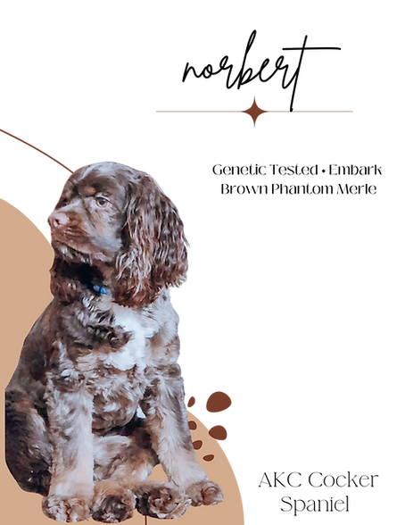 Copy of Journey  (1).png