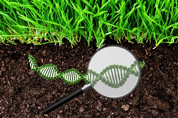 DNA-soil plaatje.png