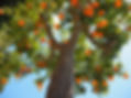 oranges-1117644_1920.jpg