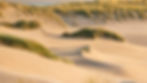 background with north sea, dunes in belgium Nieuwpoort _edited.jpg