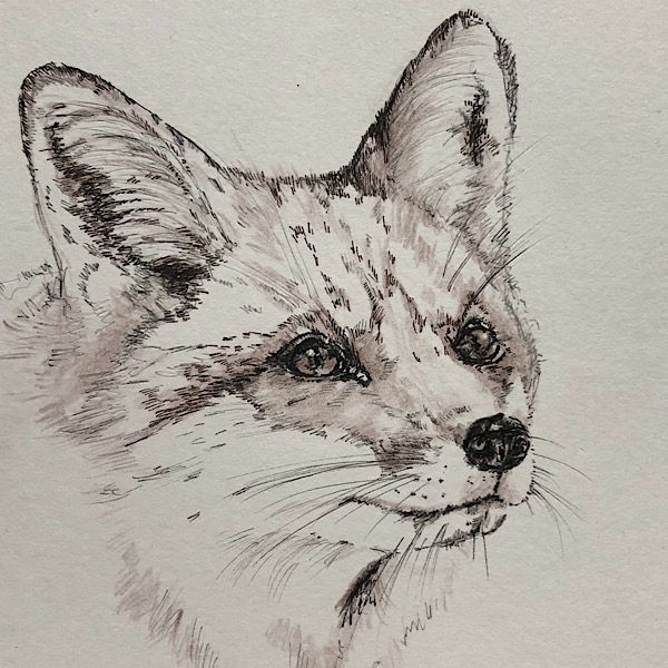 Fuchs-Illustration von Karina Röpcke