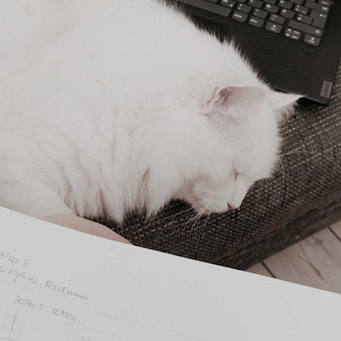 weiße Katze liegt vor einem Laptop