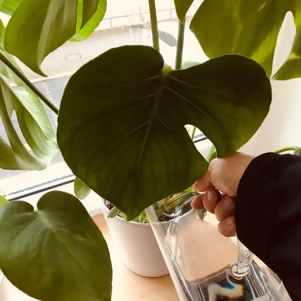 Hand gießt Zimmerpflanze in weißem Topf. Große grüne Blätter, klares Wasser in Glaskaraffe. Heller Hintergrund, Fenster im Hintergrund.