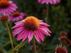 Purple cornflower