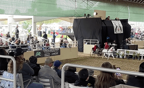 Gema entering Equestfest 2024-01-23 at 12.01.46 PM.gif