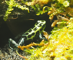 Ranitomeya variabilis "souhtern", Pfeilgftfrosch,Pfeilgiftfrösche, SB-Pfeilgiftfroesche