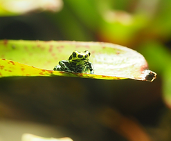 Ranitomeya variabilis "souhtern", Pfeilgftfrosch,Pfeilgiftfrösche, SB-Pfeilgiftfroesche