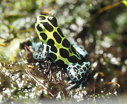 Ranitomeya variabilis "souhtern", Pfeilgftfrosch,Pfeilgiftfrösche, SB-Pfeilgiftfroesche