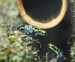 Ranitomeya variabilis "souhtern", Pfeilgftfrosch,Pfeilgiftfrösche, SB-Pfeilgiftfroesche