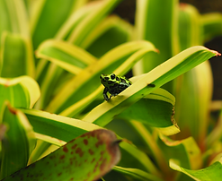 Ranitomeya variabilis "souhtern", Pfeilgftfrosch,Pfeilgiftfrösche, SB-Pfeilgiftfroesche