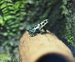 Ranitomeya variabilis "souhtern", Pfeilgftfrosch,Pfeilgiftfrösche, SB-Pfeilgiftfroesche