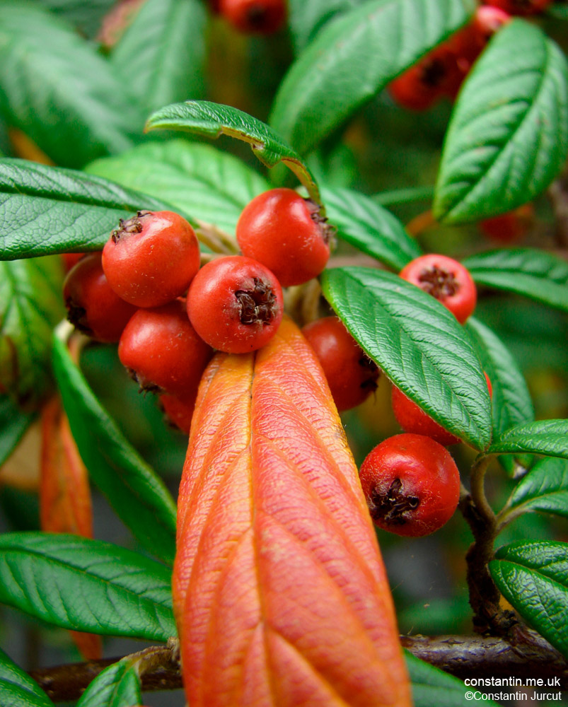 Tropical Berries close Up