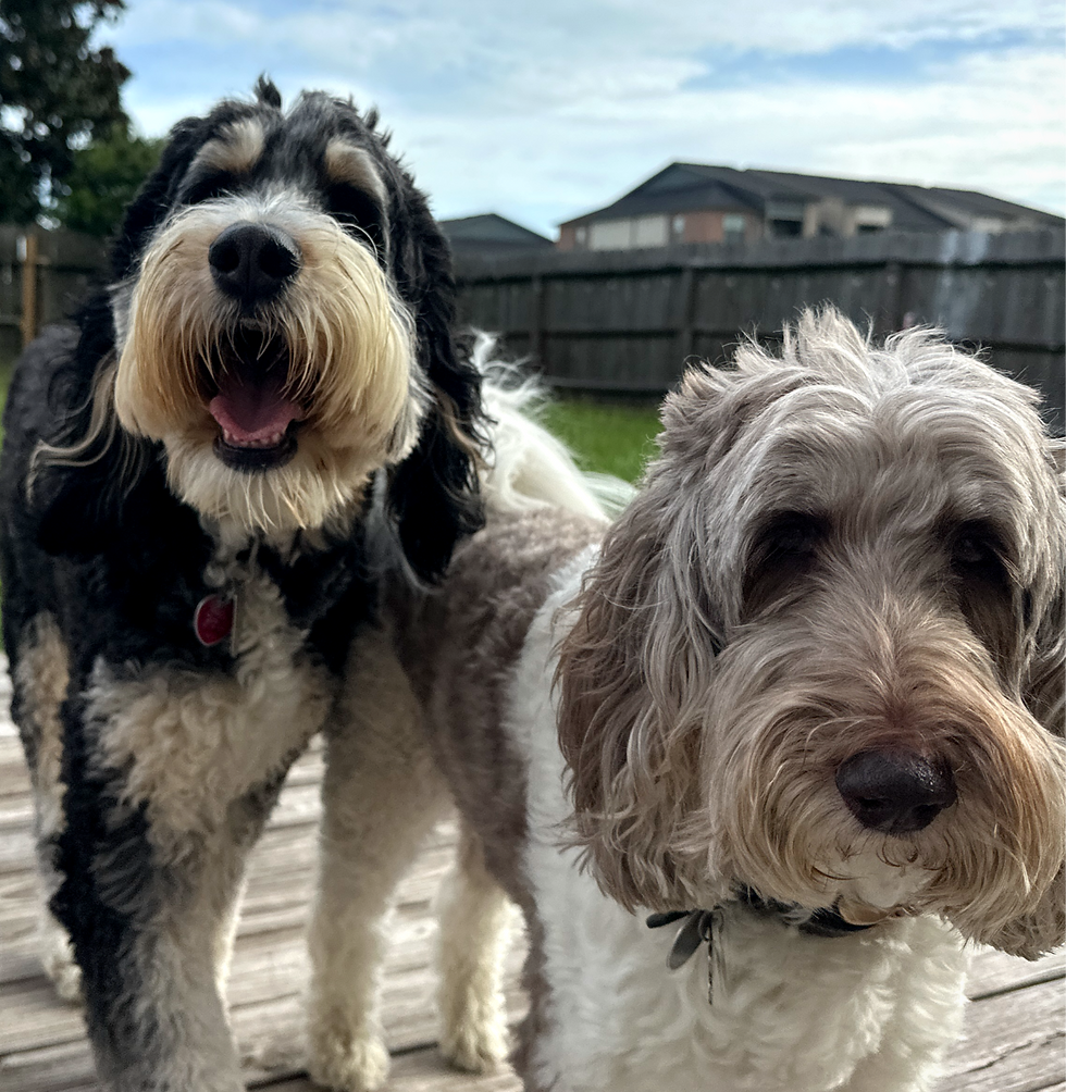 Dog Walker vs. Doggy Daycare: What’s Best for Your Pup?