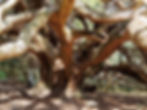 A large, spreading ancient yew tree