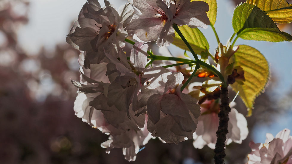 Japanese cherry blossom