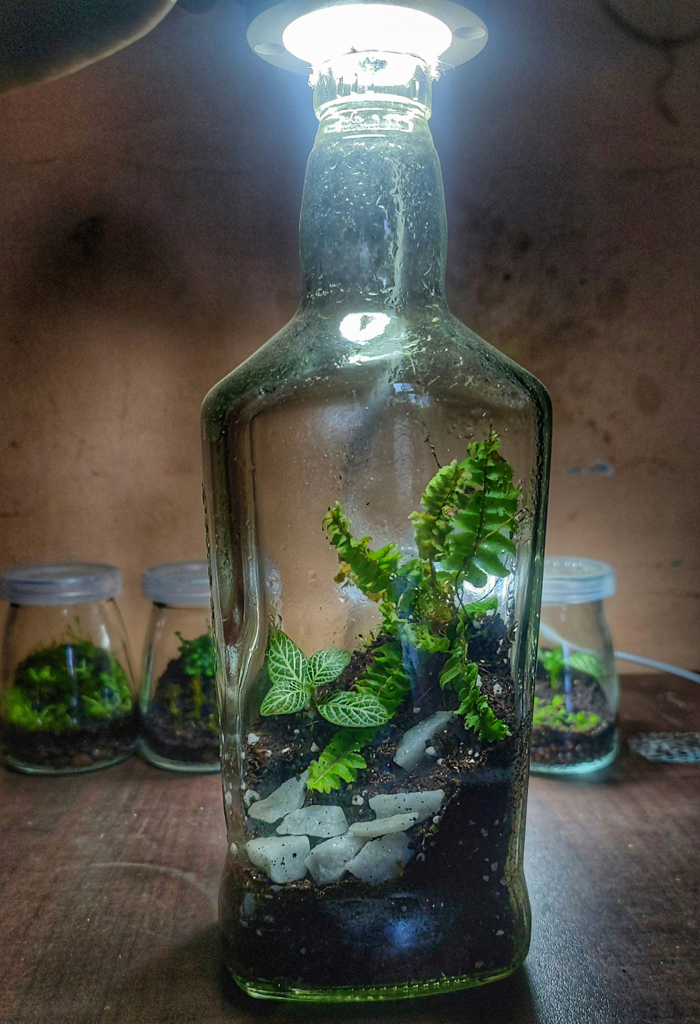  bottle terrarium 