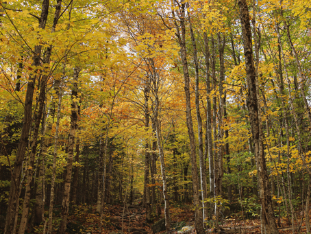 The Call of Autumn