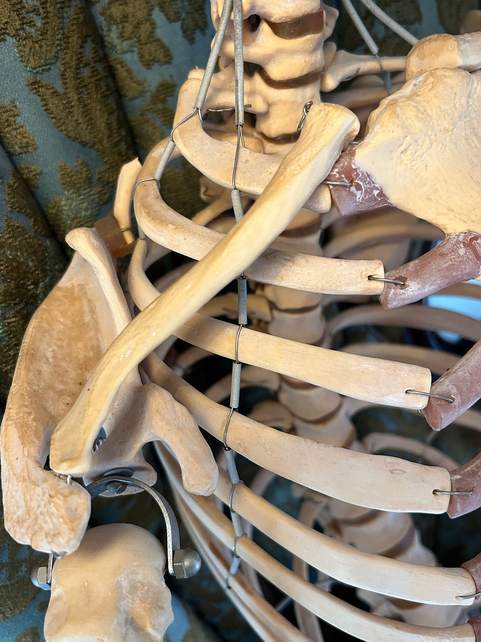 Thumbnail: Antique Clay Adams Skeleton Model