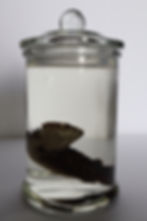 Thumbnail: Armadillo Lizard in Apothecary 