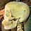 Thumbnail: Antique Clay Adams Skeleton Model