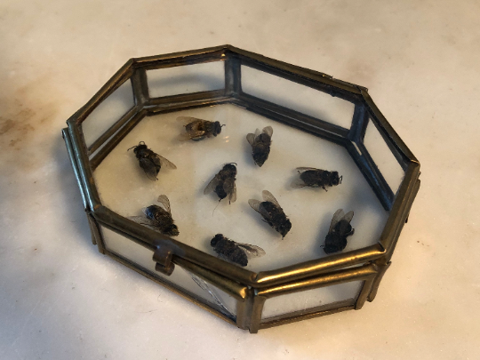 Antique Honey Bee Display - Medium