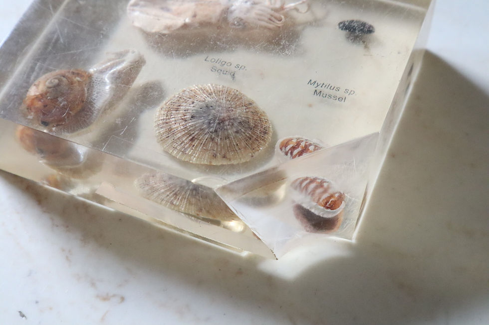 Thumbnail: Antique Resin Specimen Display