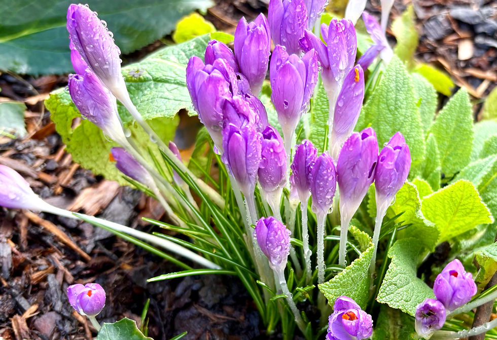 Bark will protect new plants.