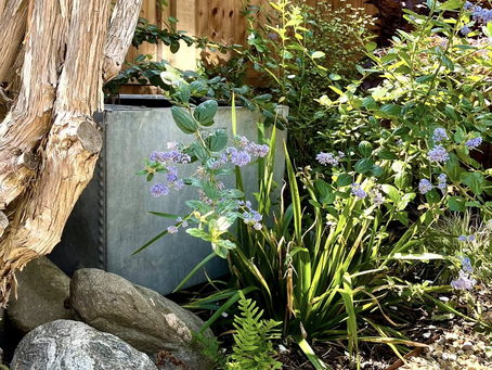 Creating a Quiet, Private Oasis: Noise Reduction Tips for Small Urban Gardens