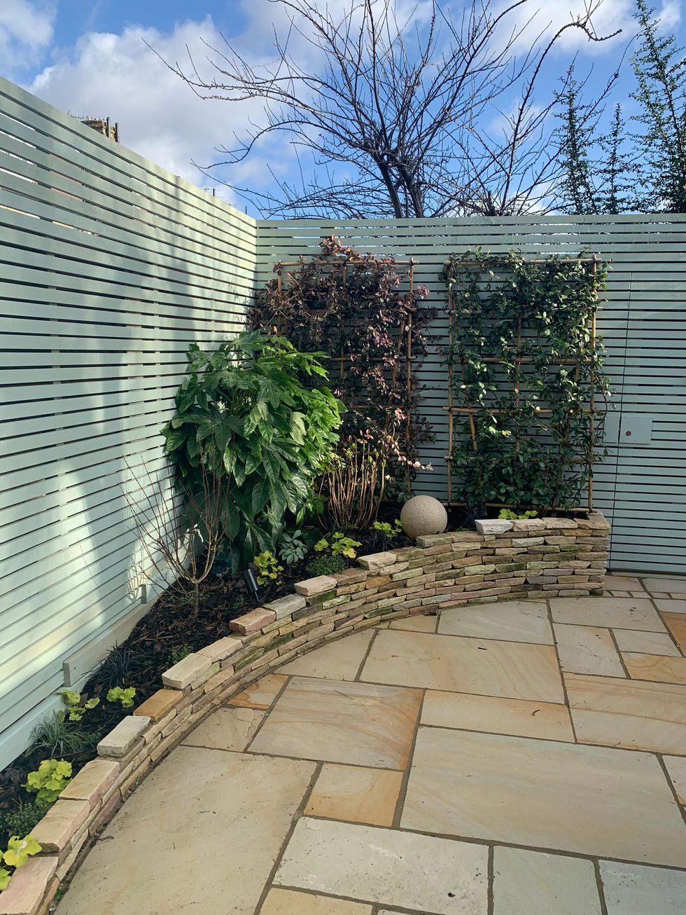 Trachelospermum screens