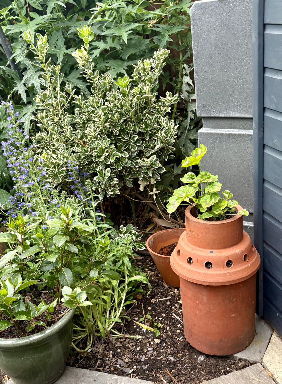 Chimney stack planters in Chiswick garden.heic