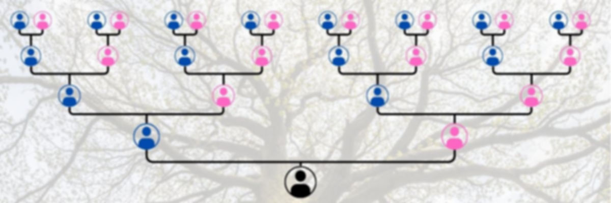 Family Tree Graphic