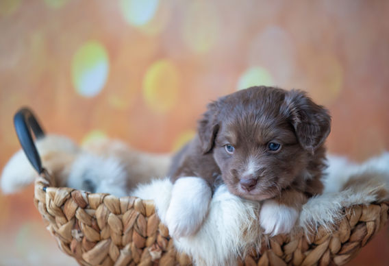 Miniature American Shepherd pup - Yentremas Time to Sprint at Imola x CH LilSunKiss Extra Swagger