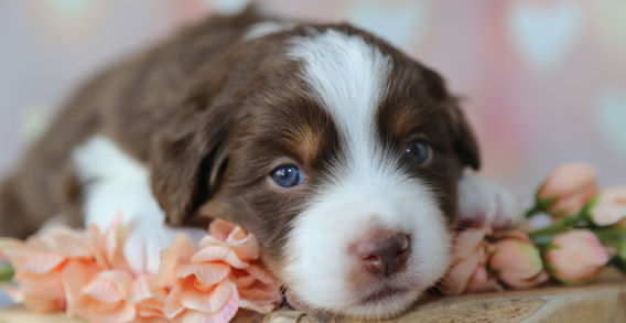 Multi Veteran CH & Veteran GCH Blue Hearts Vayèn x Midwest Nebraska's Red Willow