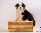 Miniature American Shepherd pup Maddy x Bongo