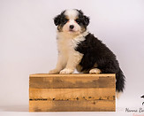Miniature American Shepherd pup Maddy x Bongo