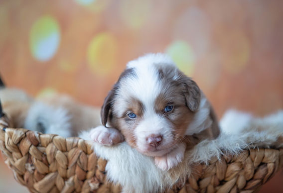 Miniature American Shepherd pup - Yentremas Time to Sprint at Imola x CH LilSunKiss Extra Swagger