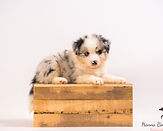 Miniature American Shepherd pup Maddy x Bongo