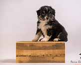 Miniature American Shepherd pup Maddy x Bongo