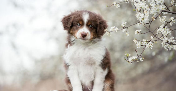 Multi Veteran CH & Veteran GCH Blue Hearts Vayèn x Midwest Nebraska's Red Willow