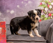 Miniature American Shepherd pup Mira x Nash