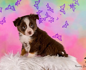 Miniature American Shepherd pup Kida x Willow