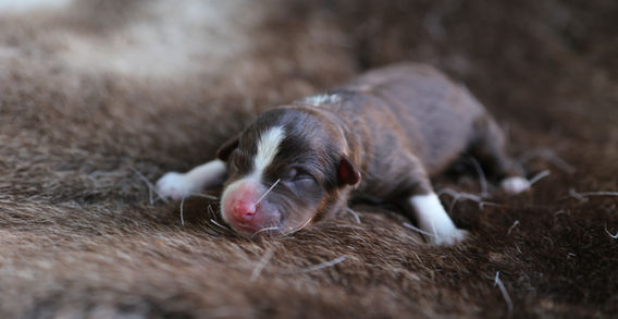 Multi Veteran CH & Veteran GCH Blue Hearts Vayèn x Midwest Nebraska's Red Willow