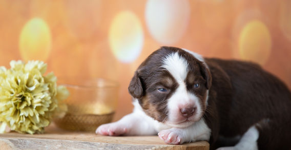 Multi Veteran CH & Veteran GCH Blue Hearts Vayèn x Brassy Acres Hey Good Lookin