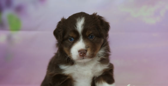 Multi Veteran CH & Veteran GCH Blue Hearts Vayèn x Midwest Nebraska's Red Willow