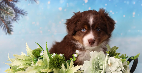 Multi Veteran CH & Veteran GCH Blue Hearts Vayèn x Midwest Nebraska's Red Willow