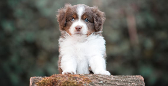 Multi Veteran CH & Veteran GCH Blue Hearts Vayèn x Midwest Nebraska's Red Willow