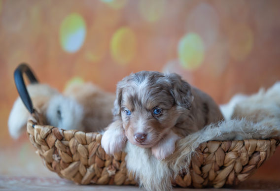 Miniature American Shepherd pup - Yentremas Time to Sprint at Imola x CH LilSunKiss Extra Swagger