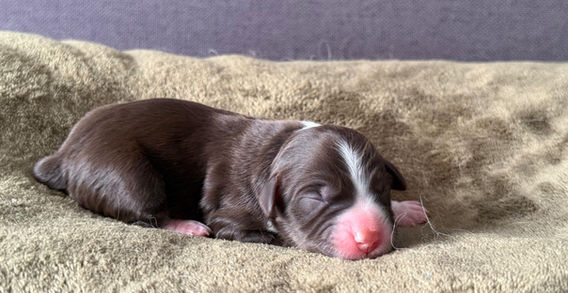 Miniature American Shepherd pup - Yentremas Time to Sprint at Imola x CH LilSunKiss Extra Swagger