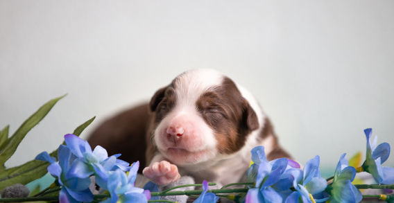 Multi Veteran CH & Veteran GCH Blue Hearts Vayèn x Brassy Acres Hey Good Lookin