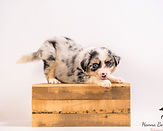 Miniature American Shepherd pup Maddy x Bongo